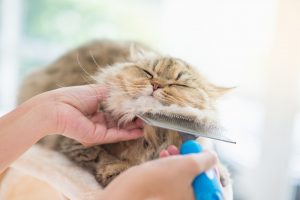 all about cats clinic